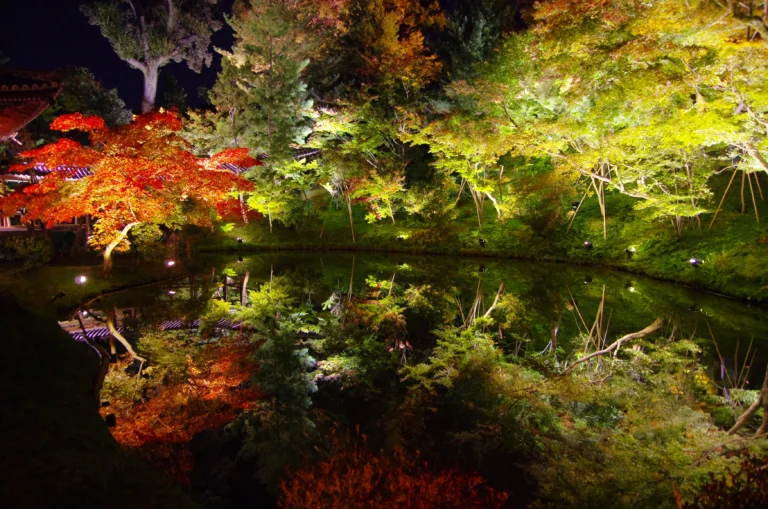 Trees over pond lighting