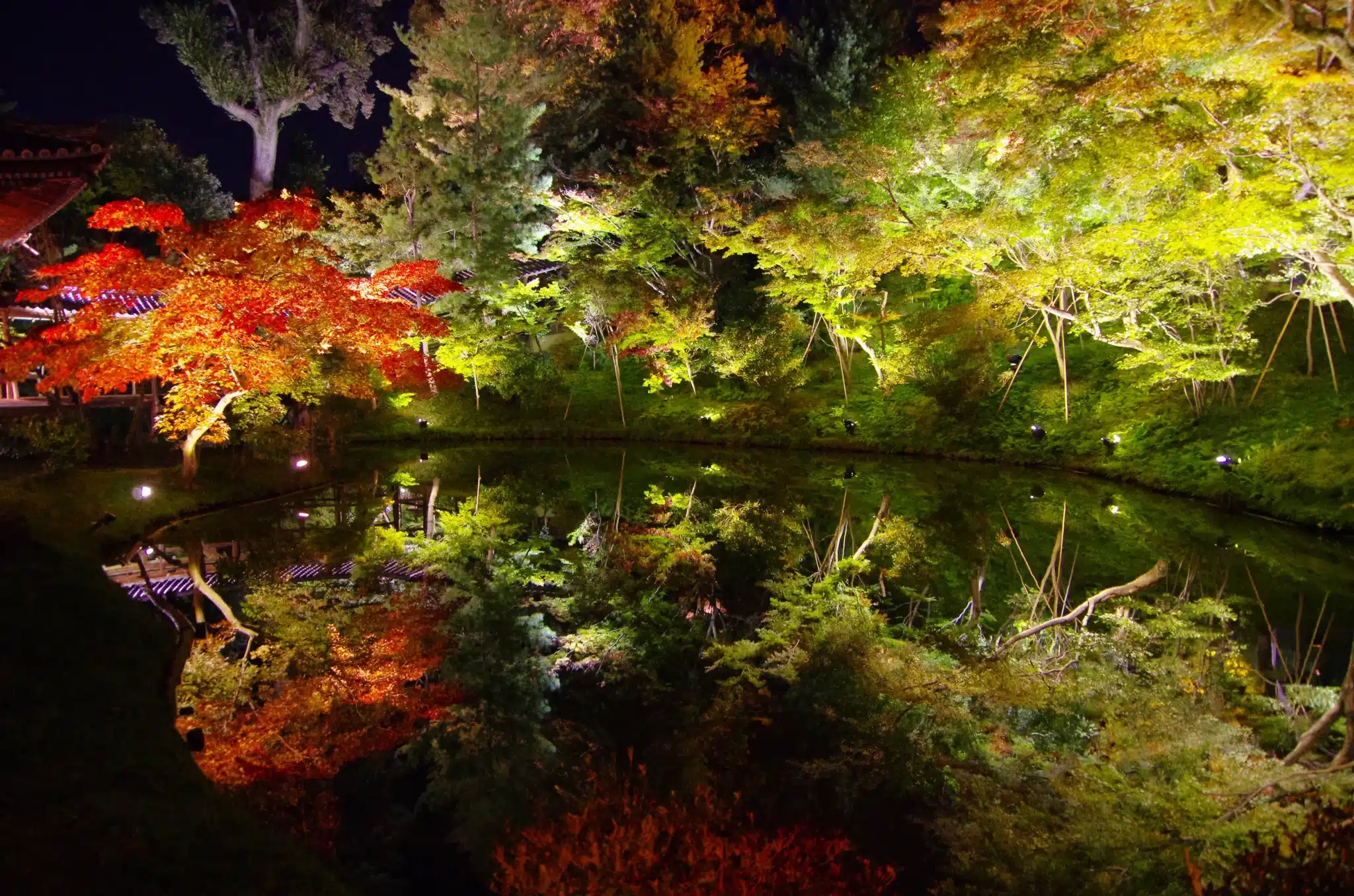 Trees over pond lighting